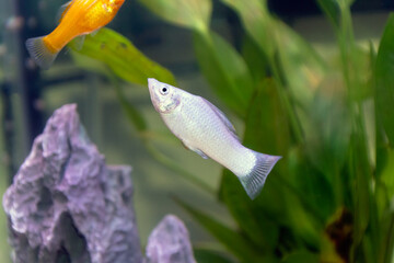 Wall Mural - A silver common Molly fish in a tank