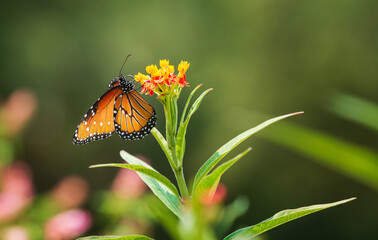 Wall Mural - Queen butterfly (Danaus gilippus) feeding on Milkweed flowers in the garden.. Copy space.