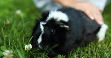 A Little Girl Play With Black Guinea Pig Sitting Outdoors In Summer, Pet Calico Guinea Pig Grazes In The Grass Of His Owner's Backyard, Love Pets