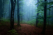 Calm romantic light in foggy forest. Halloween spooky place