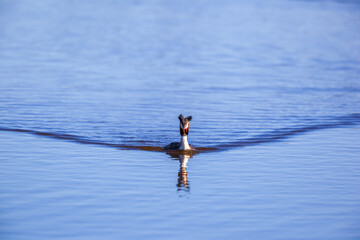 Sticker - Great crested grebe swimming against the camera