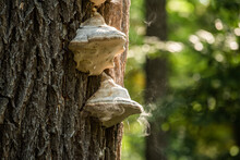 Fomes Fomento. Polyporus. Two Tinder Mushrooms, Releasing Smoke, Mushroom On The Tree Trunk