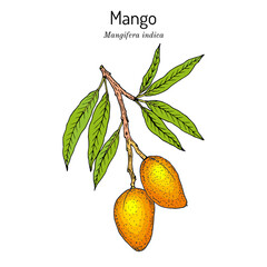 Poster - Mango Mangifera indica , tropical plant