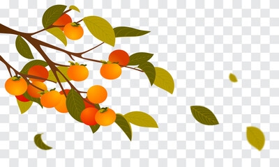 Wall Mural - Persimmon branch with leaves falling Vector illustration. Autumn tree on transparent background.