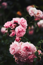 Beautiful Pink Rose Bush

