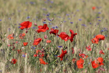 Sticker - barley field with poppies