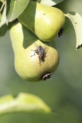 Wall Mural - fly on a pear