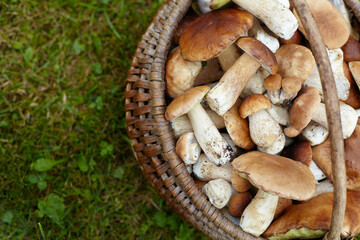 Poster - Boletus Edulis mushroom on green grass