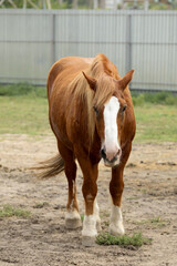 Poster - Beautiful brown horse in paddock at zoo