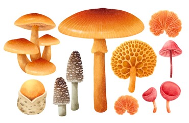 Mushroom illustration watercolor style collection