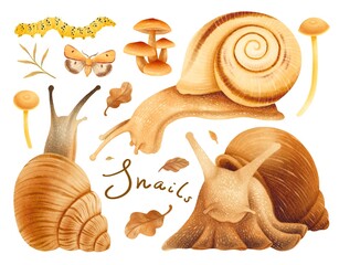 Snails with autumn forest elements illustration watercolor styles