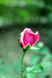 Vertical shot of pink rosebud with bokeh background - great for wallpaper