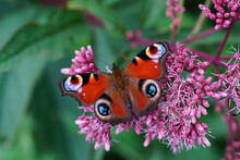 Closeup On Peacock Butterfly , Inachis Io, Sipping Nectar From E