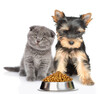 Yorkshire terrier puppy and kitten sit with a bowl of dry food. Isolated on white background