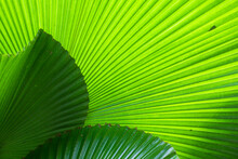 Green Fan Palm Leaves With Shapes And Shadows , A Beautiful Layout