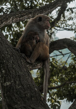 Mom And Baby Monkeys Sitting On A Branch Watching Around. While Moneys In Wildlife. Tropical Forest Nature, Goa, India. High Quality Photo