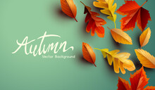 Autumn Fall Seasonal Background Design With Golden, Orange And Red Leaves. Vector Background.