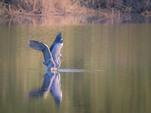 Grey Heron With Open Wings Fishing On The Pond