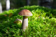 Large boletus on a mossy forest hillock, illuminated by the sun
