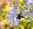 Zadrzechnia fioletowa Xylocopa violacea, pszczoła na kwiatku werbeny