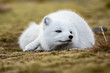 Lis polarny -  arktyczna słodycz nie tylko ołudniowego Spitsbergenu