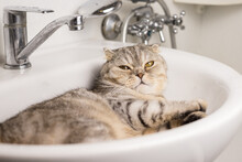 A Fat, Lop-eared Scottish Cat Sleeps In The Sink. The Concept Of Washing Cats, Pet Hygiene.	