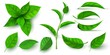 Realistic 3d fresh tea green leaves and branches. Flying tree leaf. Tea or mint plant elements. Ecology, nature and vegan symbol vector set