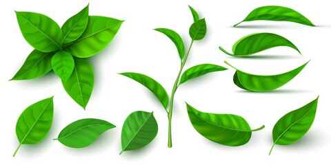 realistic 3d fresh tea green leaves and branches. flying tree leaf. tea or mint plant elements. ecol