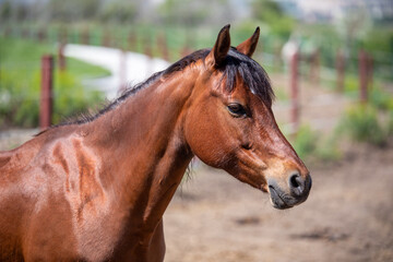 Sticker - portrait of a horse