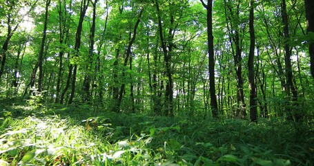 Poster - 4K. beautiful green forest