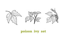 Poison Ivy  Plant Set Of Illustrations, Branch, Leaf, And Branch With Berries, Line Work.