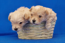 Two Very Small Maltipu Puppies Are Sitting In A Wicker Basket. Photo Shoot On A Blue Background