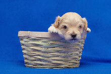 Small Puppy Maltipu Is Sitting In A Wicker Basket. Photo Shoot On A Blue Background