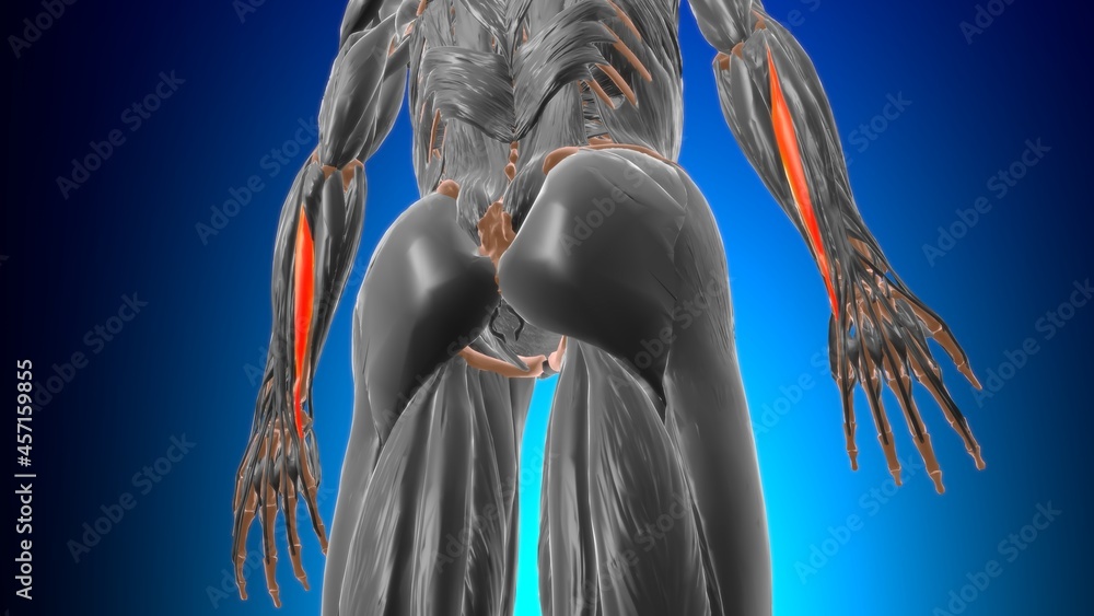 Extensor carpi ulnaris Muscle Anatomy For Medical Concept 3D Stock ...
