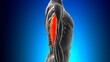 © mybox - Lateral head triceps brachii Muscle Anatomy For Medical Concept 3D