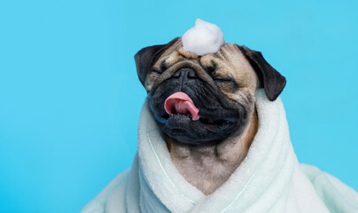 Wall Mural - Funny wet puppy of the pug breed after bath wrapped in towel. Just washed cute dog in bathrobe with soap foam on his head on blue background.