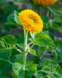 Decorative yellow sunflower Teddy Bear