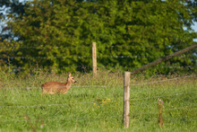 1 Young Red Deer Fawn Stands On A Green Pasture In The Early Morning And Is Illuminated By The Sun. Wildlife In Germany.