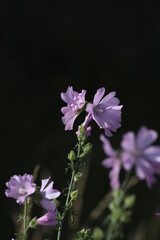 Wall Mural - meadow geranium