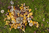 Fototapeta  - Świeżo ścięte grzyby jadalne kurki i podgrzybki