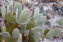 Winter Storm In Austin Texas. Cacti In Ice. Freezing Rain. Winter Scene. Natural Disaster