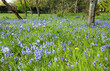 Bluebell blossom in the park
