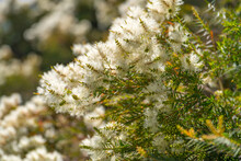 Tea Tree (Melaleuca Alternifolia) Close-up