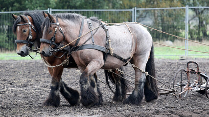 Poster - View of a beautiful brown horse with their owner in the farm on a blurry background