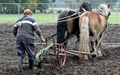 Wall Mural - View of a beautiful brown horse with their owner in the farm on a blurry background