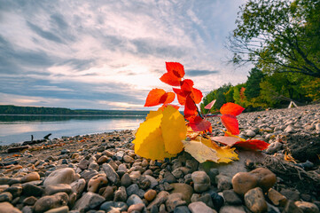 Wall Mural - autumn landscape, bright colorful leaves on the rocky riverbank.