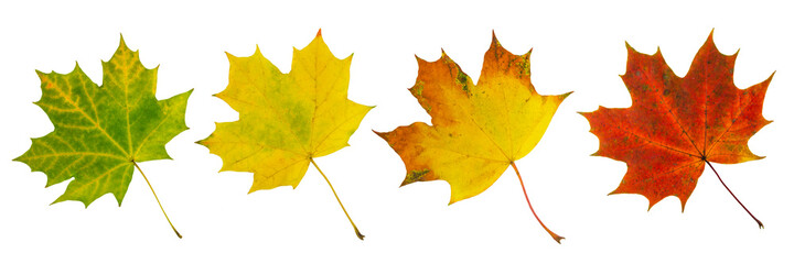 Multicolored autumn maple leaves isolated on white background