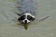 Border collie is swimming in the water. It was autumn photo workshop.