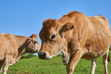 Brown Cows Grazing In The Green Field Against A Clear Blue Sky On A Sunny Day