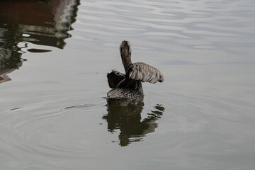 Wall Mural - Scenic view of a duck swimming in the water